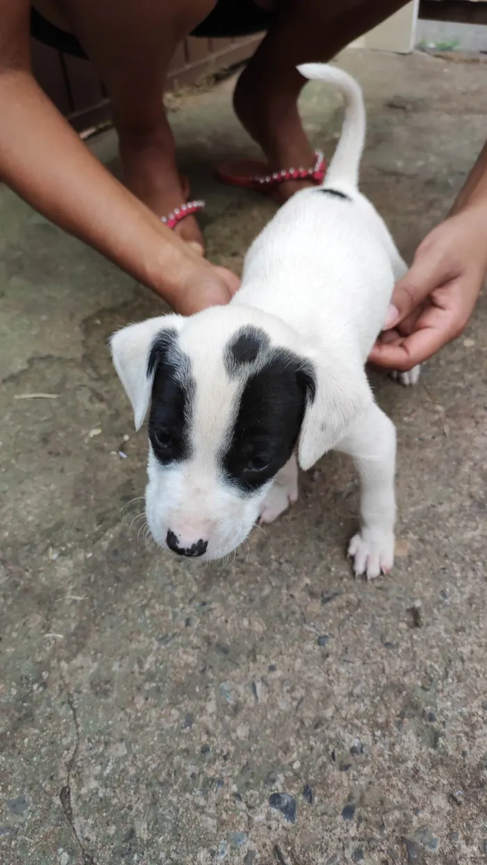 Cachorro ra a  idade Abaixo de 2 meses nome Sem nome