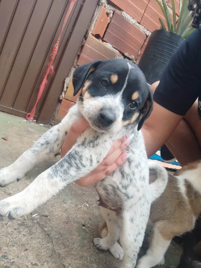 Cachorro ra a  idade Abaixo de 2 meses nome Sem nome