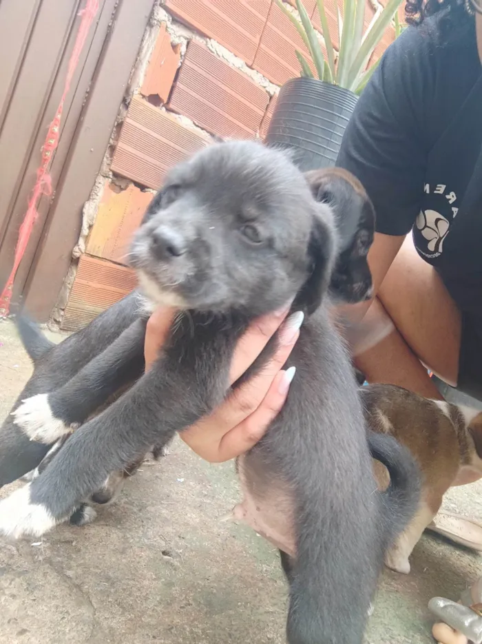 Cachorro ra a  idade Abaixo de 2 meses nome Sem nome