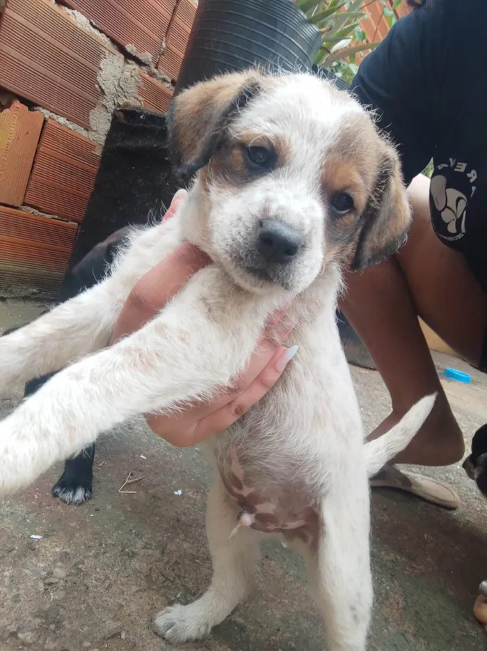 Cachorro ra a  idade Abaixo de 2 meses nome Sem nome