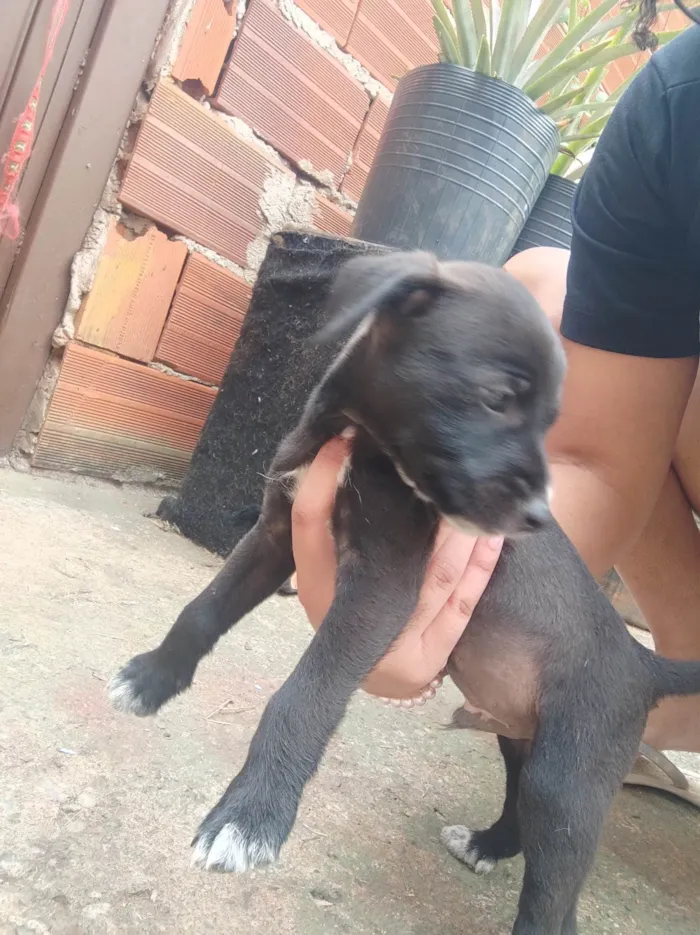 Cachorro ra a  idade Abaixo de 2 meses nome Sem nome