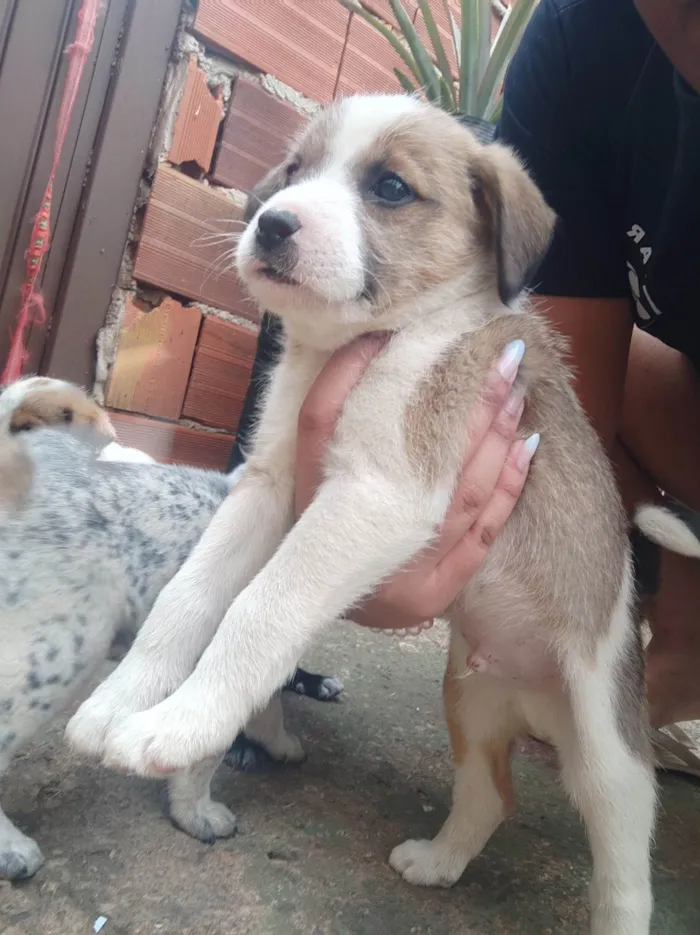 Cachorro ra a  idade Abaixo de 2 meses nome Sem nome