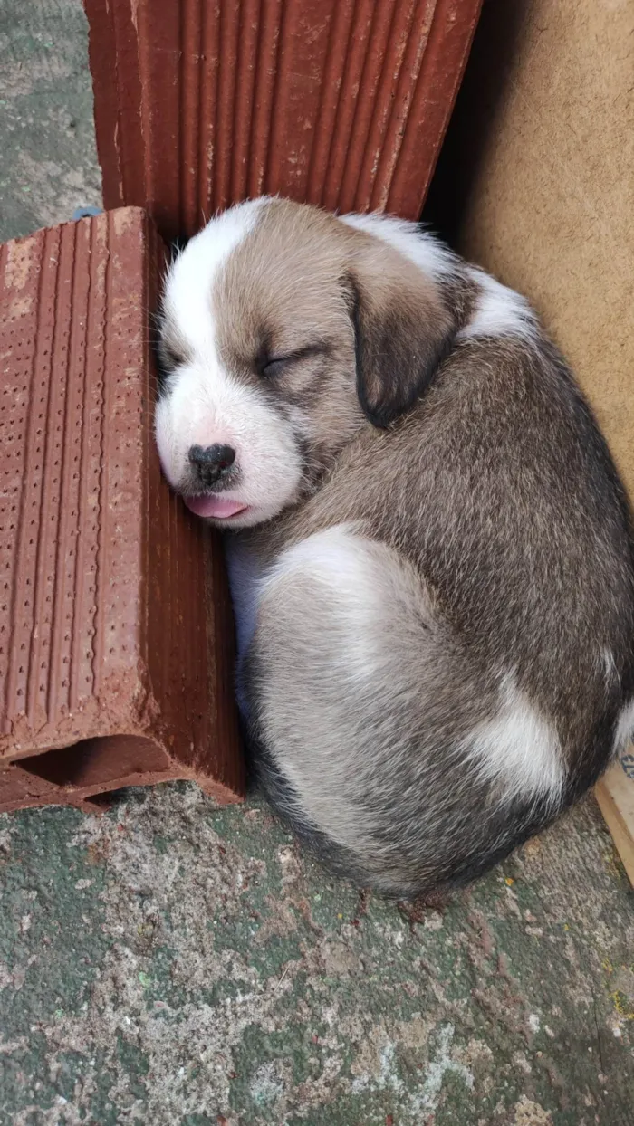 Cachorro ra a  idade Abaixo de 2 meses nome Sem nome