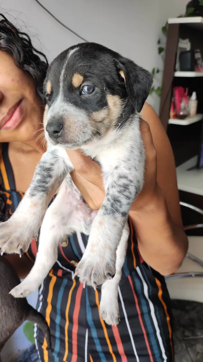 Cachorro ra a  idade Abaixo de 2 meses nome Sem nome