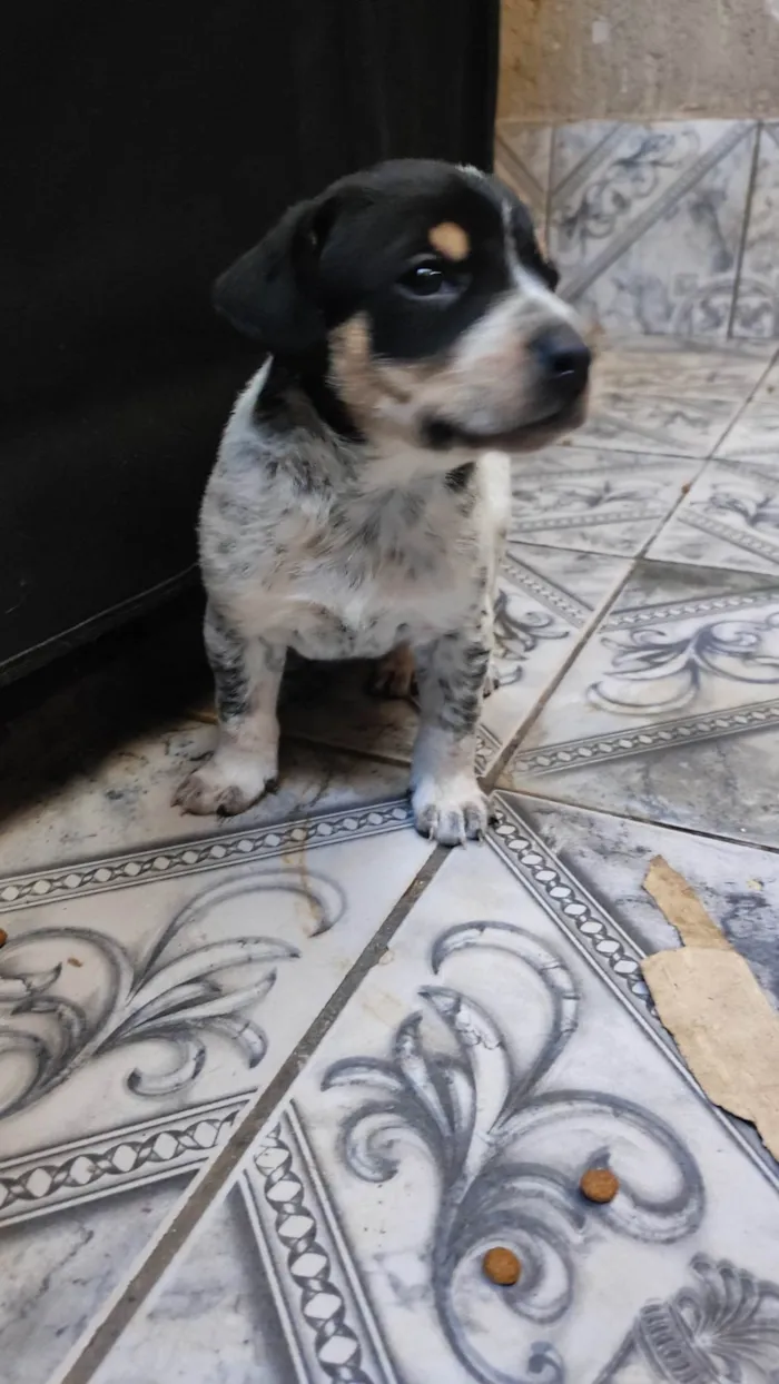 Cachorro ra a  idade Abaixo de 2 meses nome Sem nome