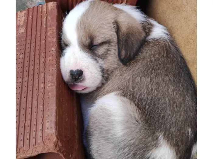 Cachorro ra a  idade Abaixo de 2 meses nome Sem nome