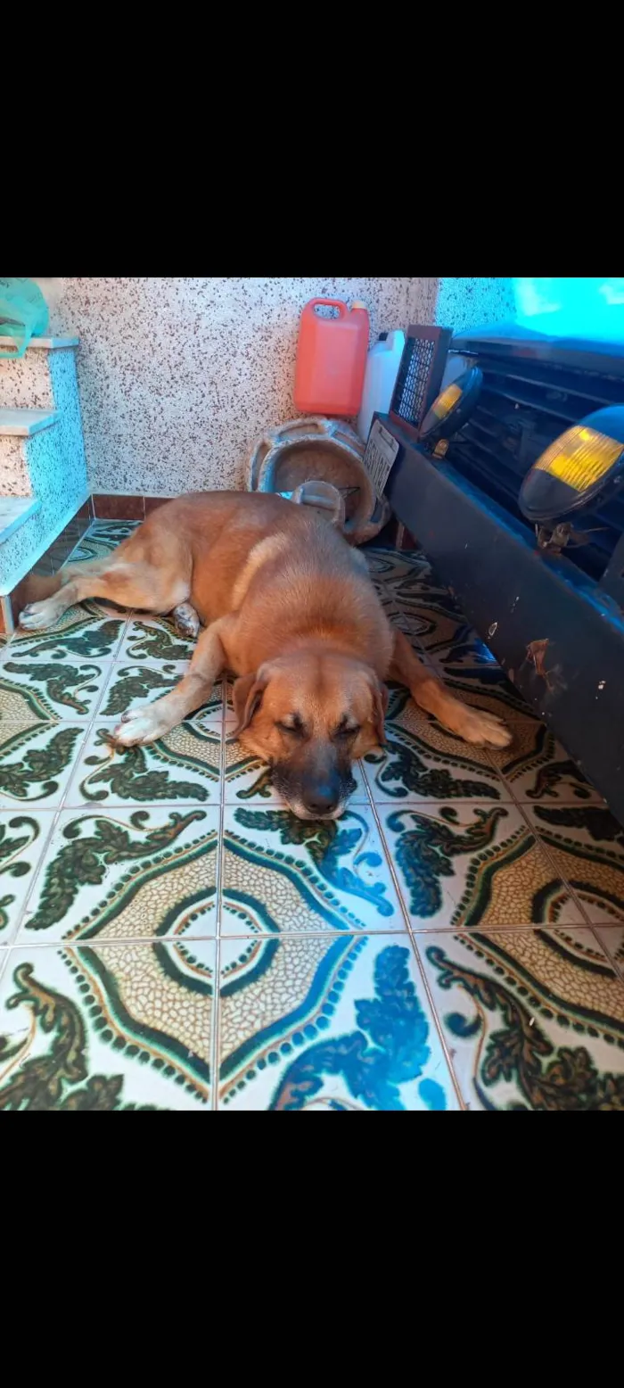 Cachorro ra a SRD-ViraLata idade 3 anos nome João 