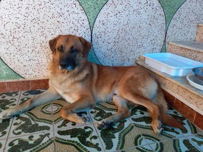 Cachorro ra a SRD-ViraLata idade 3 anos nome João 