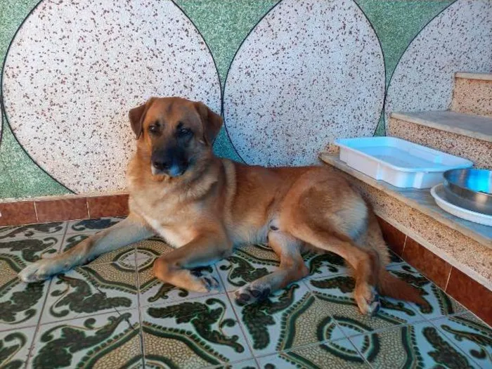 Cachorro ra a SRD-ViraLata idade 3 anos nome João 