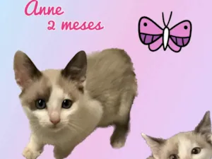 Gato raça Srd idade 2 a 6 meses nome Anne