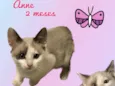 Gato raça Srd idade 2 a 6 meses nome Anne