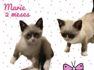 Gato raça Srd idade 2 a 6 meses nome Marie