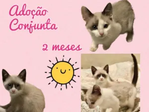 Gato raça Srd idade 2 a 6 meses nome Anne e Marie