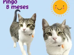 Gato raça Srd idade 7 a 11 meses nome Pingo