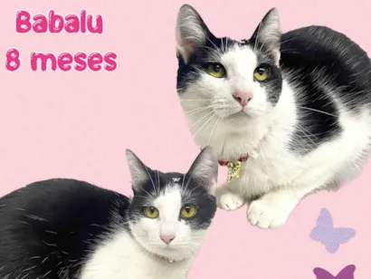 Gato raça Srd idade 7 a 11 meses nome Babalu 