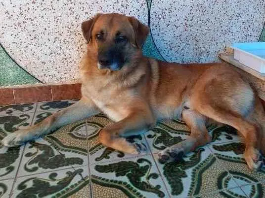 Cachorro ra a SRD-ViraLata idade 3 anos nome João 