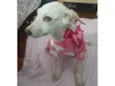 Bela