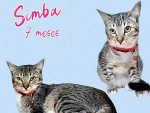 Gato raça Srd idade 7 a 11 meses nome Simba