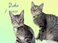 Gato raça Srd idade 7 a 11 meses nome Dudu