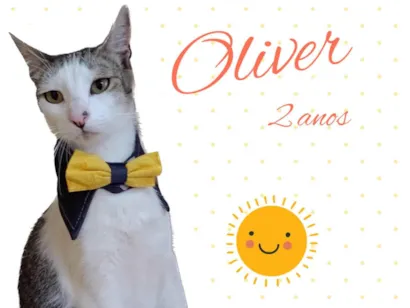 Gato raça Srd idade 1 ano nome Olivier 