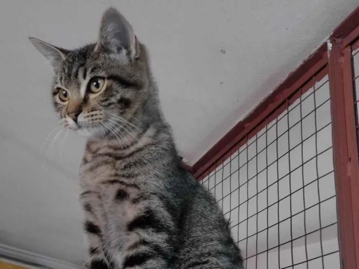 Gato raça Srd idade 2 a 6 meses nome Rita Lee