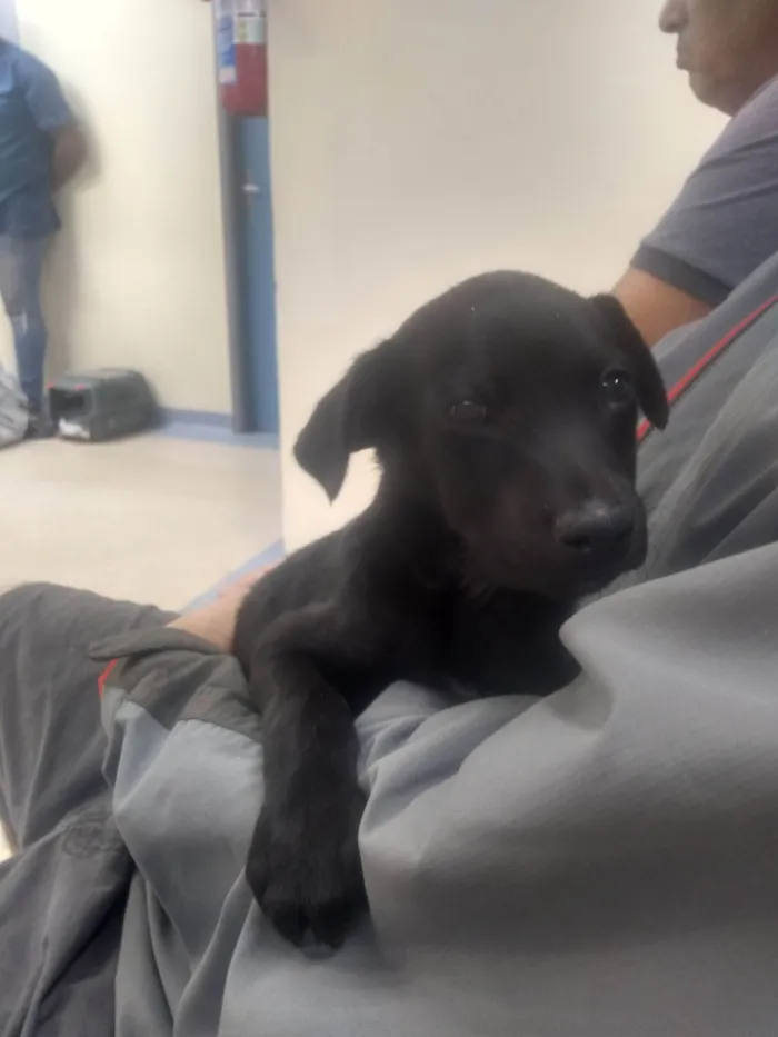 Cachorro ra a SRD-ViraLata idade 2 a 6 meses nome Bebê pretinho