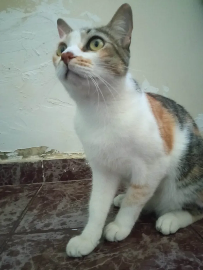 Gato ra a SRD-ViraLata idade 2 anos nome Minerva 