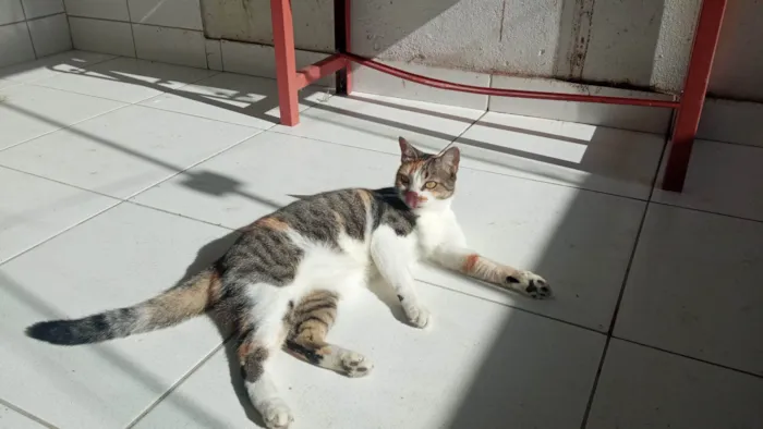 Gato ra a SRD-ViraLata idade 2 anos nome Minerva 