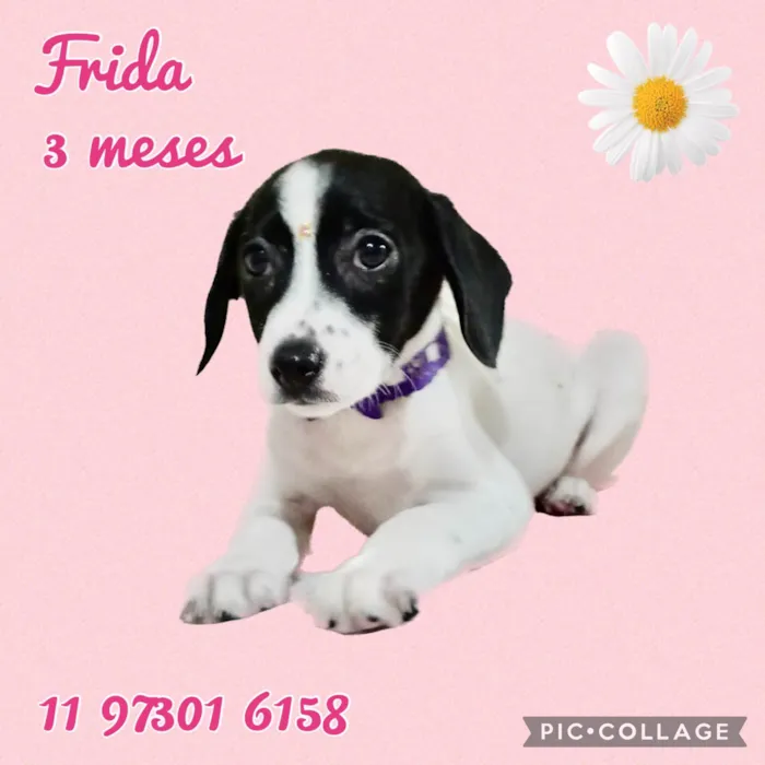 Cachorro raça Srd idade 2 a 6 meses nome Meninas lindas