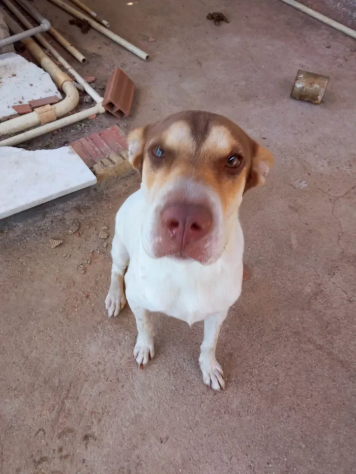 Cachorro ra a SRD-ViraLata e Sharpei idade 1 ano nome Aurora 