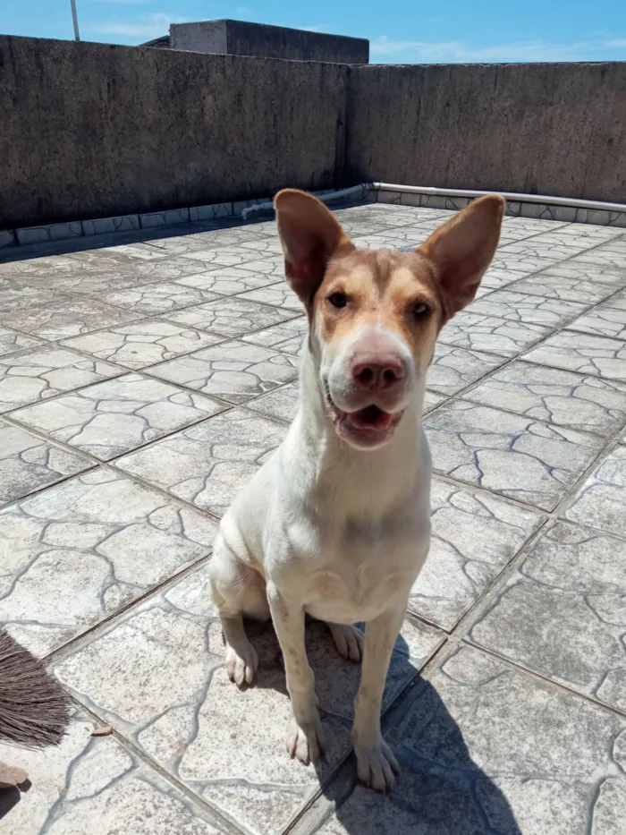 Cachorro ra a SRD-ViraLata e Sharpei idade 1 ano nome Aurora 