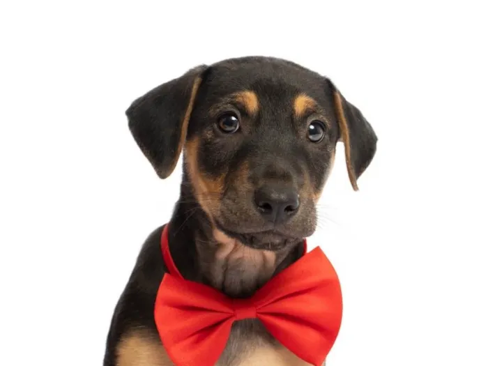 Cachorro raça SRD-ViraLata idade 2 a 6 meses nome Ravi