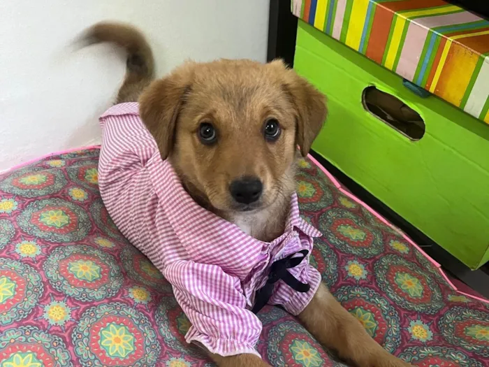 Cachorro raça SRD-ViraLata idade 2 a 6 meses nome Mel