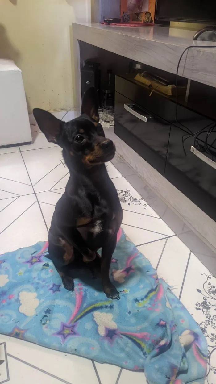 Cachorro ra a Pinscher  idade 7 a 11 meses nome Duque 