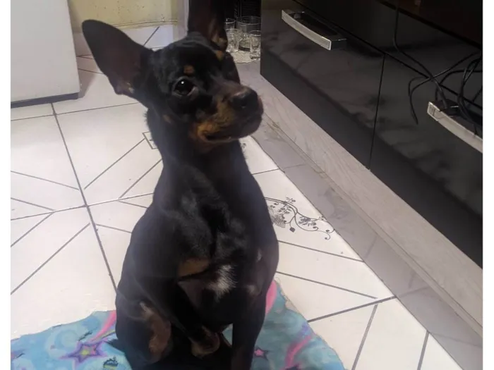 Cachorro ra a Pinscher  idade 7 a 11 meses nome Duque 