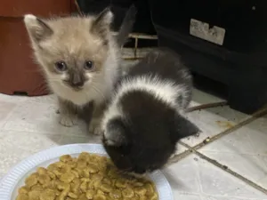 Gato raça SRD-ViraLata idade Abaixo de 2 meses nome Sem nome 