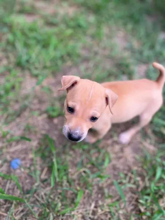 Cachorro ra a SRD-ViraLata idade Abaixo de 2 meses nome sao 8 