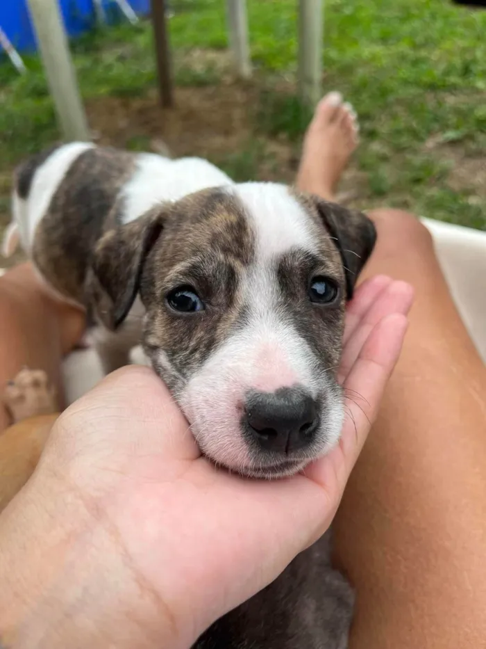 Cachorro ra a SRD-ViraLata idade Abaixo de 2 meses nome sao 8 