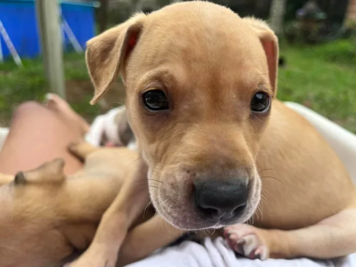 Cachorro ra a SRD-ViraLata idade Abaixo de 2 meses nome sao 8 