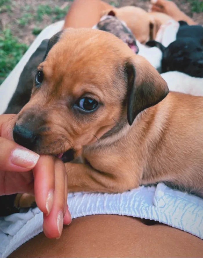 Cachorro ra a SRD-ViraLata idade Abaixo de 2 meses nome sao 8 