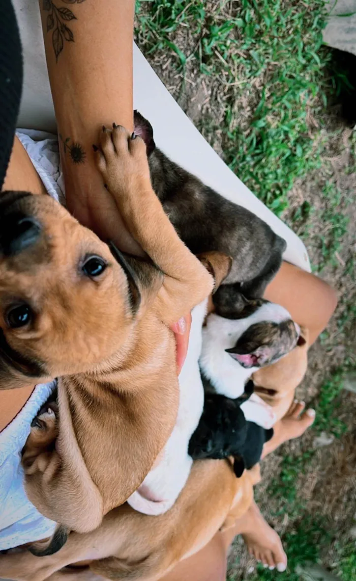 Cachorro ra a SRD-ViraLata idade Abaixo de 2 meses nome sao 8 