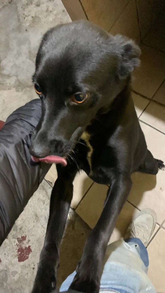 Cachorro ra a SRD-ViraLata idade 1 ano nome Pandora 