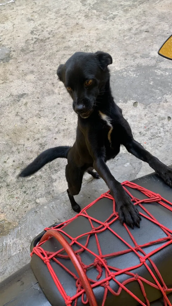 Cachorro ra a SRD-ViraLata idade 1 ano nome Pandora 