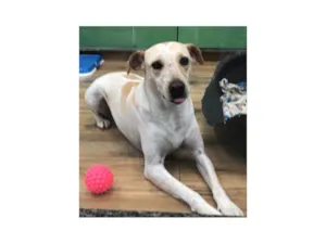 Cachorro raça SRD-ViraLata idade 3 anos nome Laika