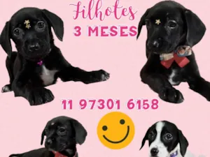 Cachorro raça Srd idade 2 a 6 meses nome Meninas lindas