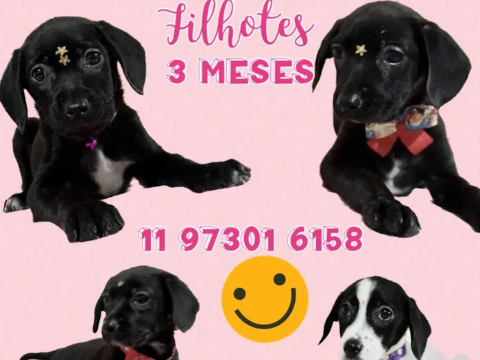 Cachorro raça Srd idade 2 a 6 meses nome Meninas lindas