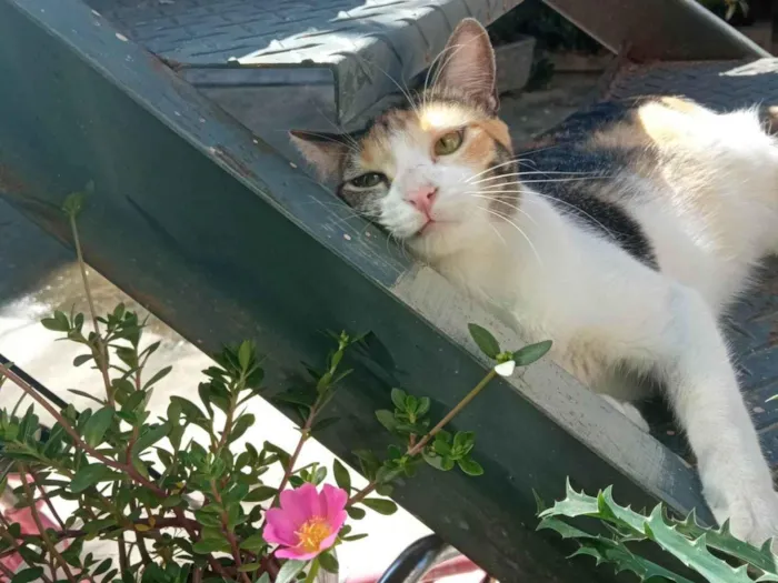 Gato ra a SRD-ViraLata idade 3 anos nome Lindinha 