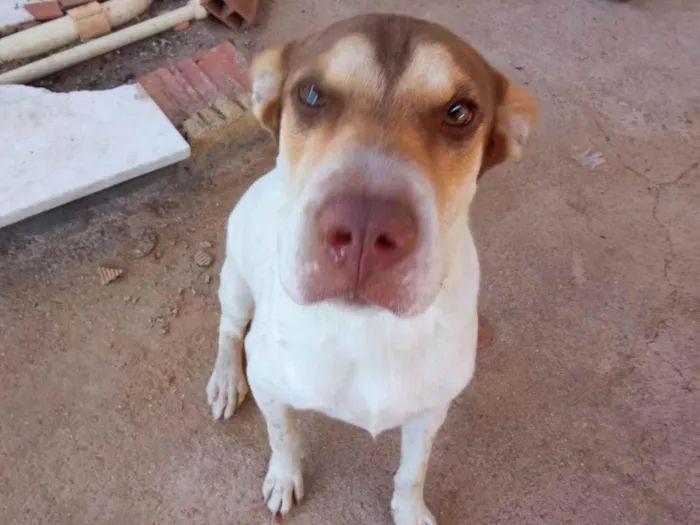 Cachorro ra a SRD-ViraLata e Sharpei idade 1 ano nome Aurora 