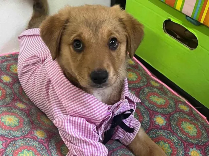 Cachorro raça SRD-ViraLata idade 2 a 6 meses nome Mel