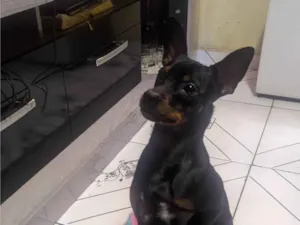 Cachorro raça Pinscher  idade 7 a 11 meses nome Duque 